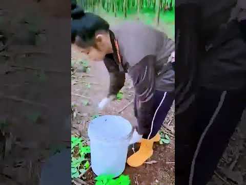 The process of harvesting latex = good tools increase efficiency