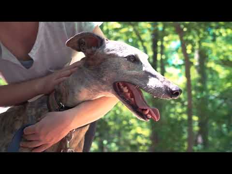 Did you know these Greyhound secrets: Unleashing the Secrets of the Fastest Dog Breed!